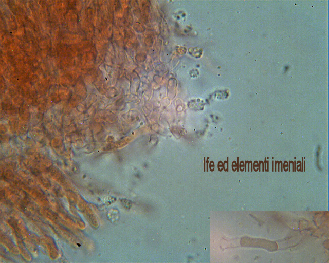 Escursione in cipresseta - 2